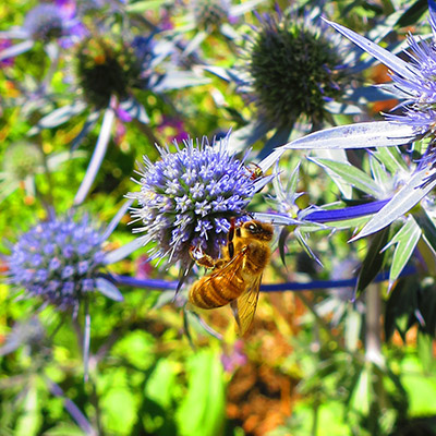 Good environmental news for bees