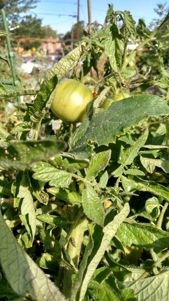 Baby Ladybugs on Tomato Plant
