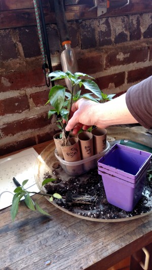 Toilet Paper Roll Pots for Seedlings