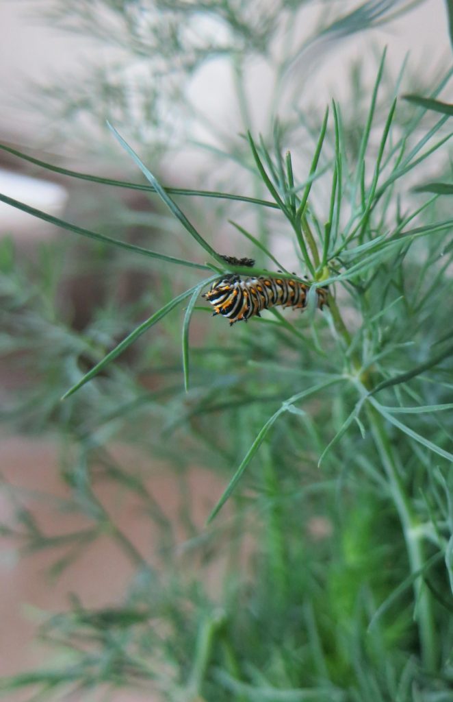 Black Swallowtail Butterfly Larvae on Dill in Garden