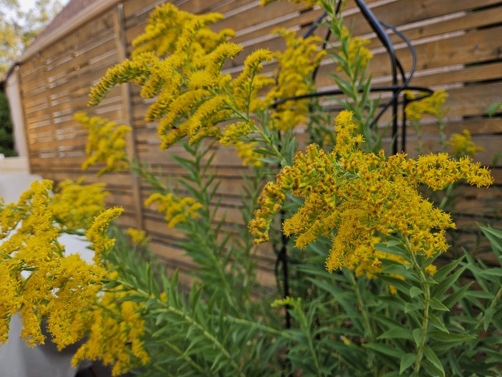 Canada Goldenrod growing in a patio pot