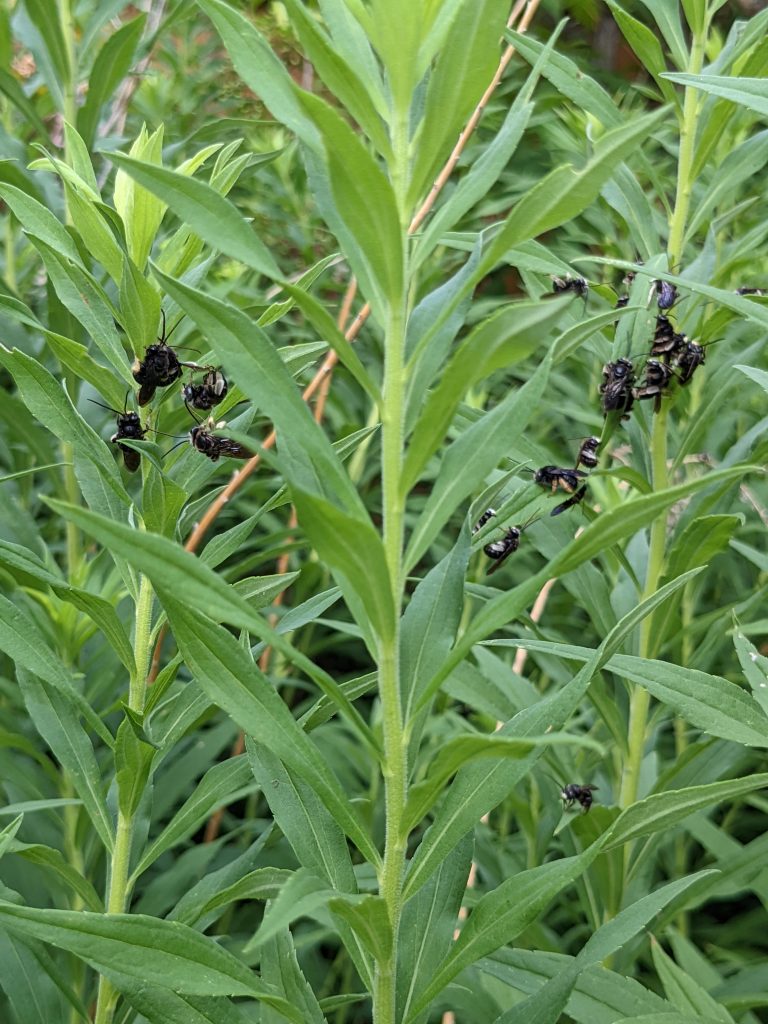 Canada Goldenrod patch in the corner of our yard hosts native long-horned bees each summer