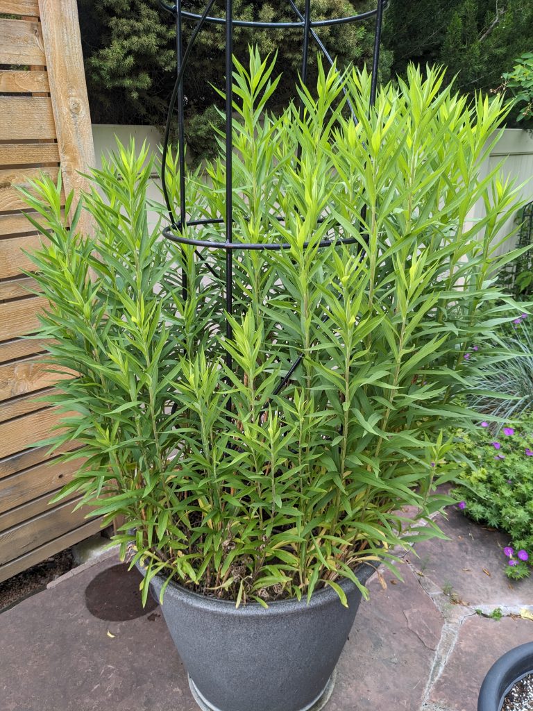 Canada Goldenrod in a large pot