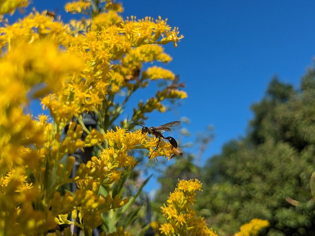 Canada Goldenrod attracts tons of pollinators