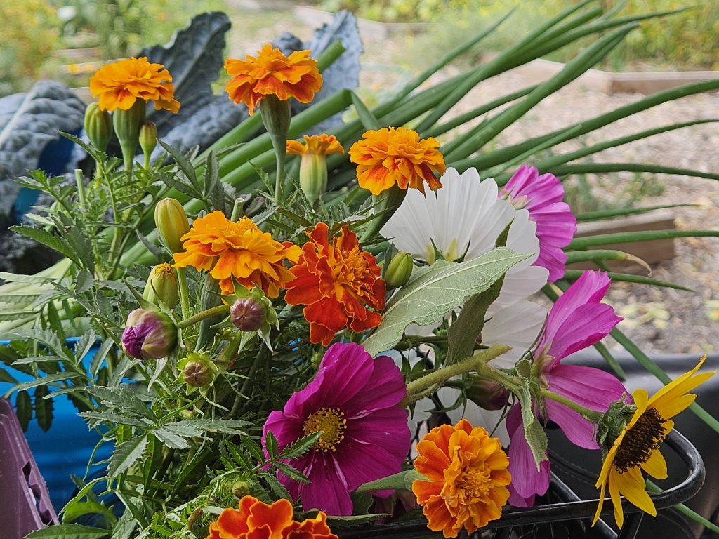 Free Farm Stand Produce in Park Hill, Denver