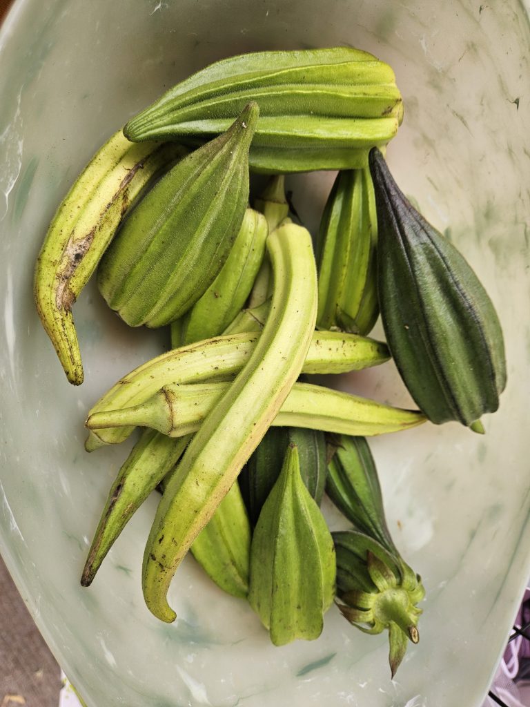 Free Farm Stand Produce in Park Hill, Denver